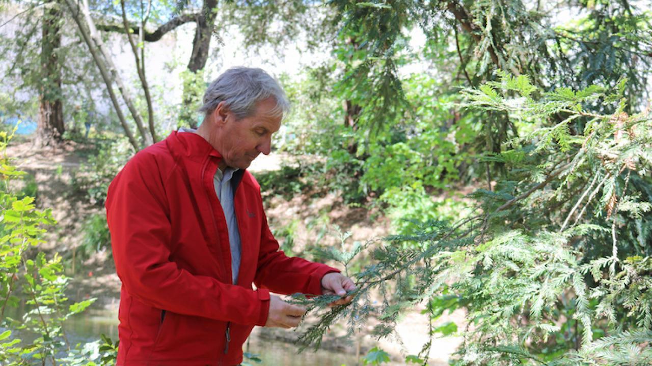 Dr. David Neale examines a coast redwood in the UC Davis Arboretum.