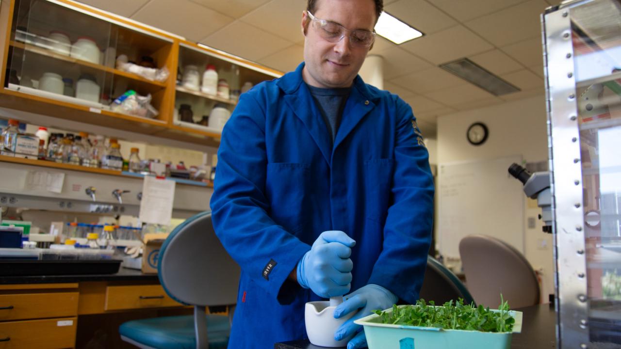 “The evolutionary history of chloroplasts is one area I wanted to explore when I started graduate school at UC Davis,” said Day. Philip Day conducting research.