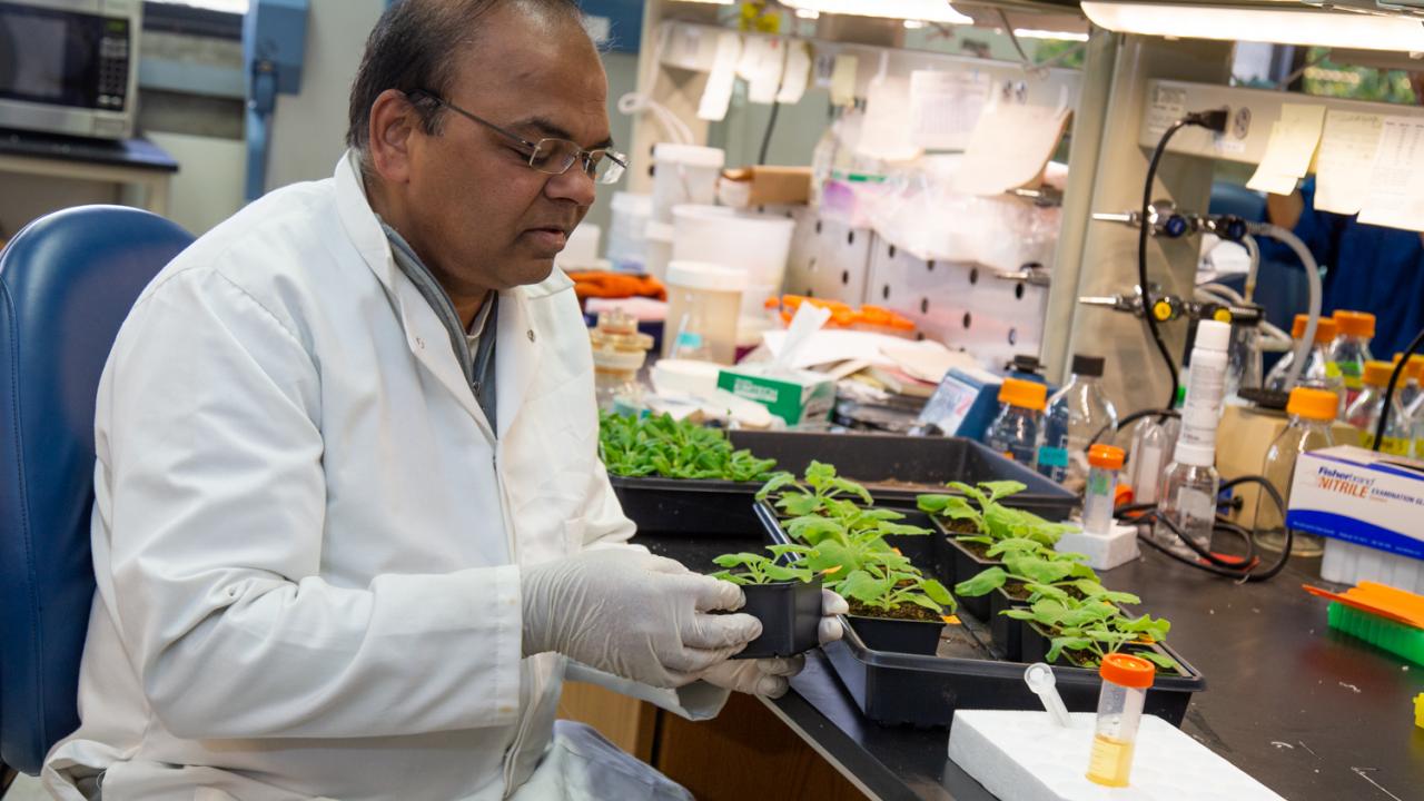 Dinesh-Kumar in lab.