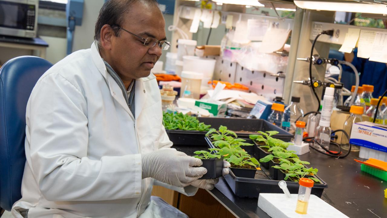 Dinesh-Kumar joined the UC Davis faculty in 2010 following a roughly 10-year stint at Yale University. David Slipher/UC Davis Dinesh-Kumar in lab.