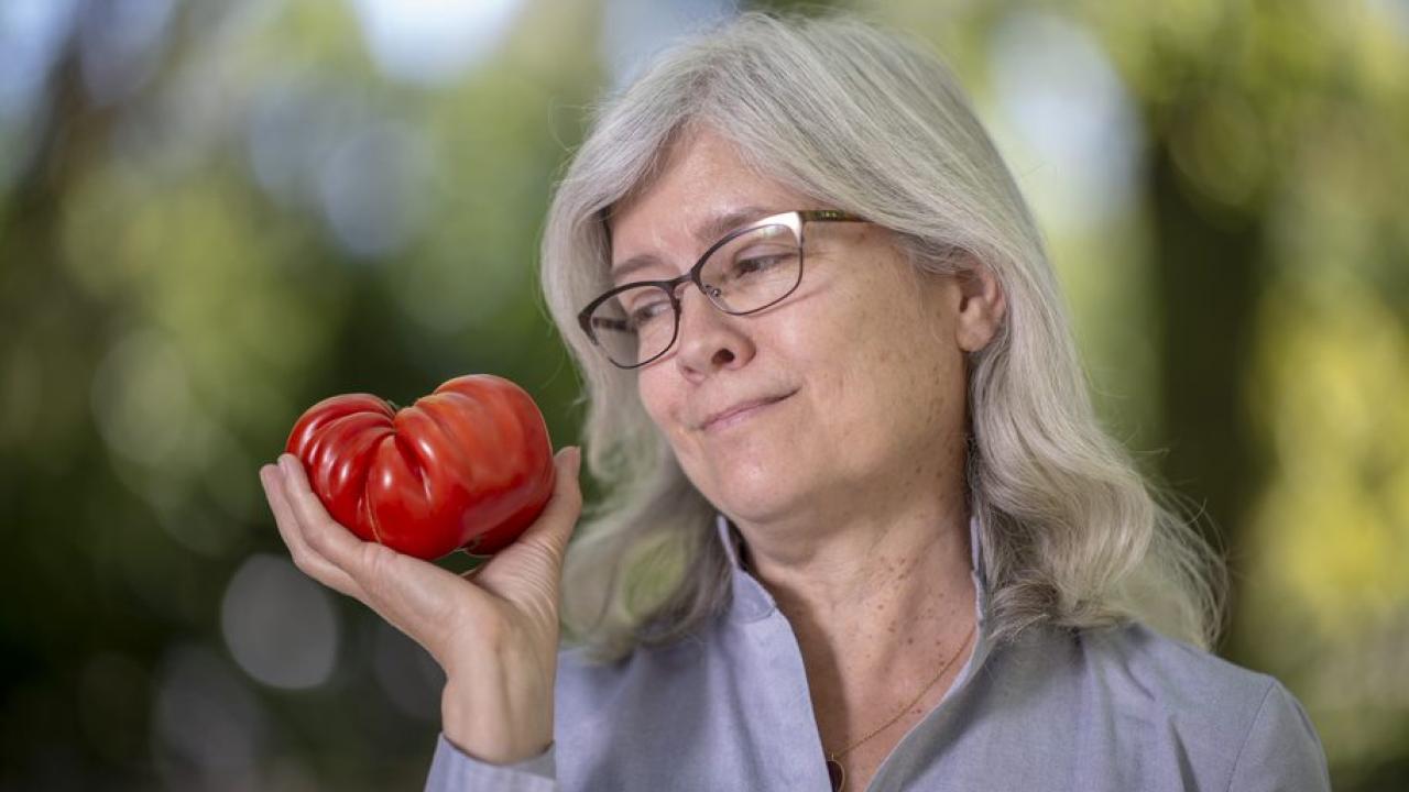 Anne Britt started studying plants after arriving at UC Davis in 1990. José Luis Villegas/UC Davis photo Britt and tomato