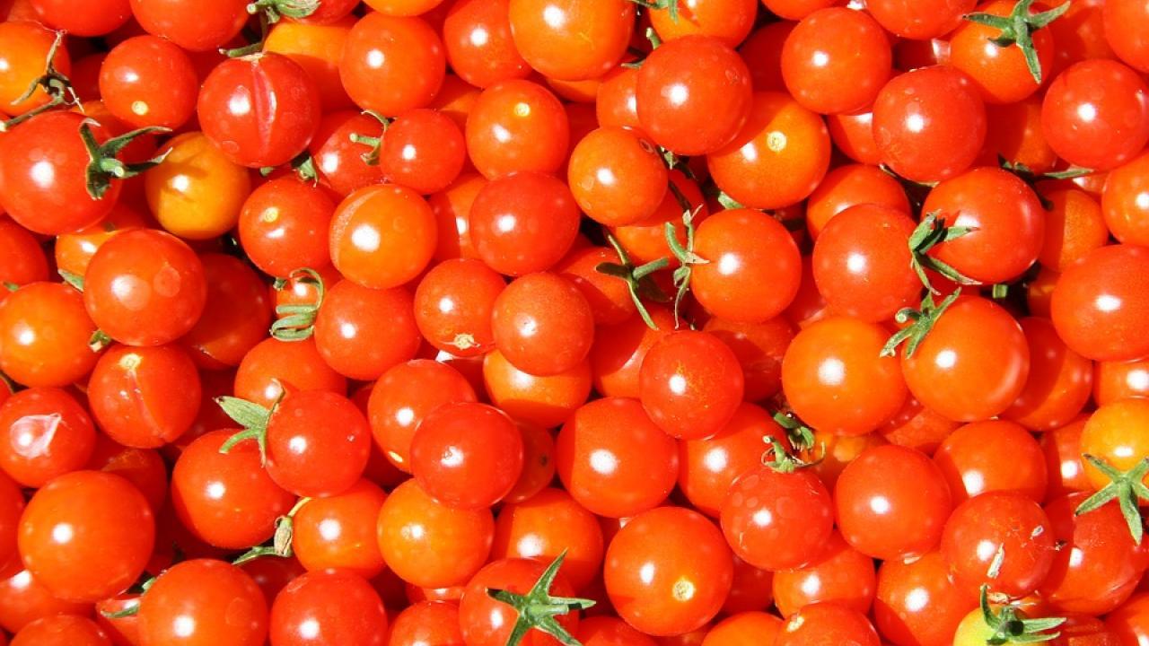 Tomatoes. Assisted by the STAIR Grant program, UC Davis plant biologists are working to develop a new method for rapid and efficient genome editing in tomatoes. Tomatoes