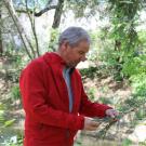 Dr. David Neale examines a coast redwood in the UC Davis Arboretum.