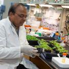 Dinesh-Kumar in lab.